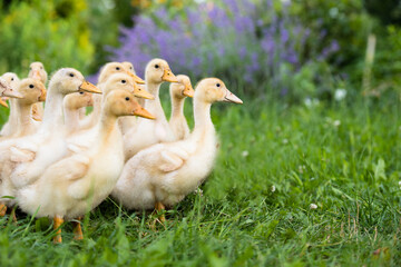 Small ducklings outdoor in on green grass