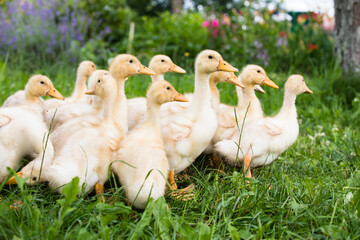 Small ducklings outdoor in on green grass