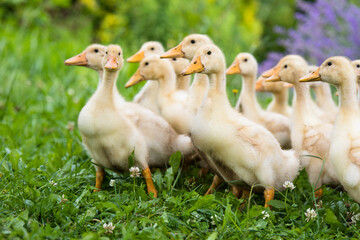 Small ducklings outdoor in on green grass