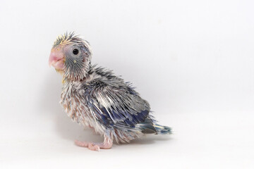 Selective focus of forpus parrotlet newborn bird studio shot on white background