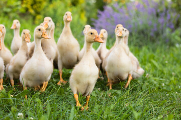 Small ducklings outdoor in on green grass