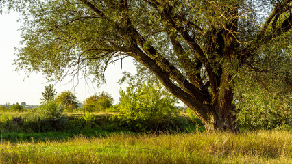 Willow tree landscape by the river in the evening sun