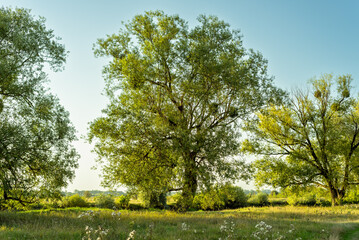 Summer evening landsape with willow trees