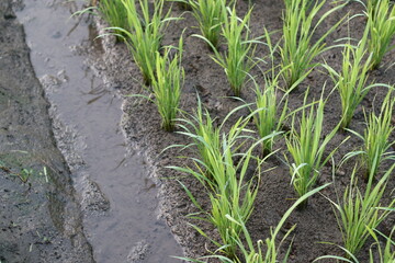 rice plants in Indonesia when I was a child