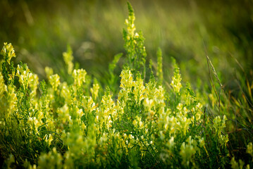 Yellow field flowers toadflax (linaria)