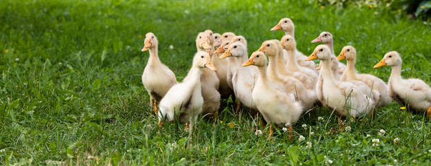 Small ducklings outdoor in on green grass © Smart Future