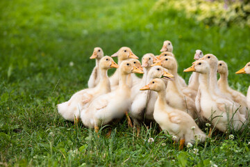 Small ducklings outdoor in on green grass