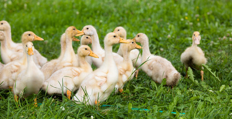 Obraz premium Small ducklings outdoor in on green grass