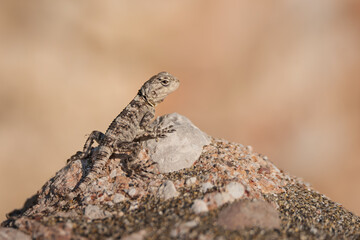 Close-up of little lizard in wild nature