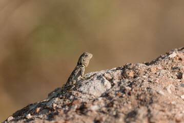 Close-up of little lizard in wild nature