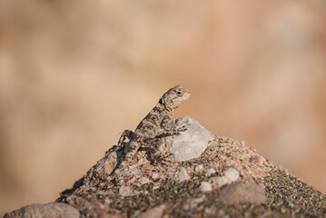 Close-up of little lizard in wild nature