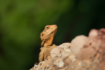Close-up of the Agama lizard in wild nature