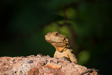 Naklejka na ściany i meble Close-up of the Agama lizard in wild nature