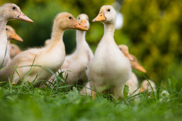 Small ducklings outdoor in on green grass