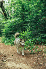 cute alaskan malamute dog in the forest