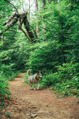 cute alaskan malamute dog in the forest