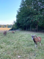 wildpark wiehl, Germany: Landscape of green forest scene