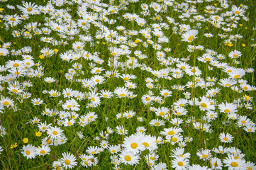 Meadow with white chamomiles in Ireland. Flower background