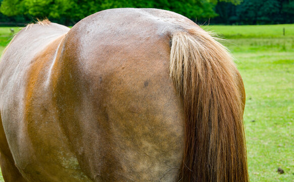 Horse farm in Blarney. Lime grove.