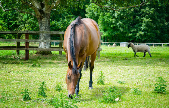 Horse farm in Blarney. Lime grove.