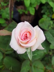 pink rose