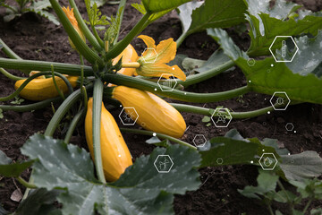 Diagram of physical indicators for growing plants on the background of vegetables