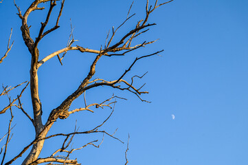 Dry branches without leaves on the tree. Dried dead tree in nature with moon in distance.
