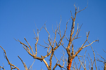 Dry branches without leaves on the tree. Dried dead tree in nature.