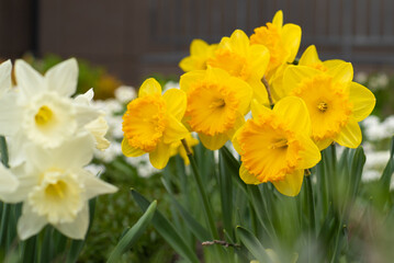 Yellow flowers daffodils in a flower bed. Spring flower Narcissus. Beautiful bush in the garden. Nature background. Spring flowering bulb Daffodil plants