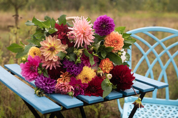 still life of basket of fresh picked Dahlia flowers on blue table and chair