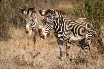Two Grevy zebra cross savannah in sunshine