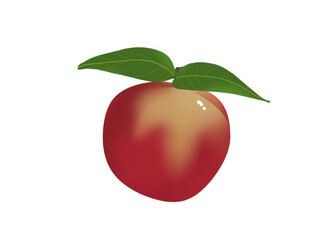 Dessin d'une Nectarine pêche brugnon, fond transparent