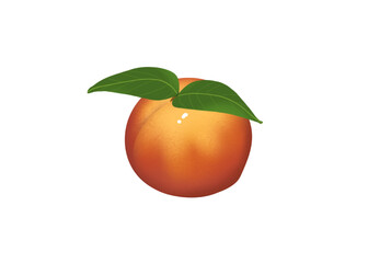 Dessin a la main d'une Pêche brugnon nectarine