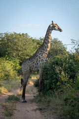 Southern giraffe stands on track in profile