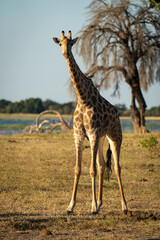 Naklejka na ściany i meble Southern giraffe stands on riverbank in sunshine