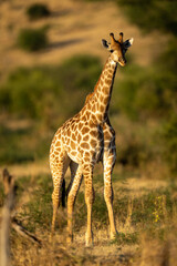 Southern giraffe stands near hillside watching camera