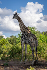 Southern giraffe stands in shade looking round