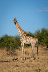 Southern giraffe stands near bushes watching camera