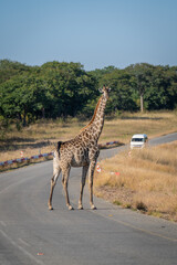 Southern giraffe stands on road near van