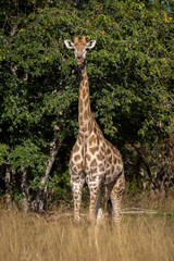 Southern giraffe stands facing camera in grass