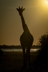 Southern giraffe stands eyeing camera in silhouette
