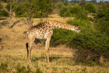 Naklejka na ściany i meble Southern giraffe stands browsing bush in savannah
