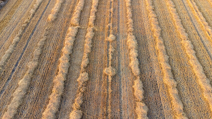 Aerial view of Golden hay bales stock photo