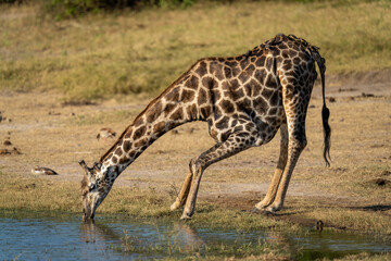 Naklejka na ściany i meble Southern giraffe stands bending to drink water