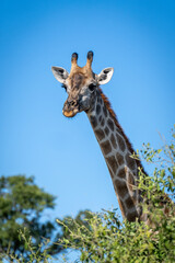 Southern giraffe looks over bush in sunshine