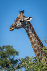 Southern giraffe looks over bush in profile