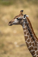 Close-up of southern giraffe staring in profile