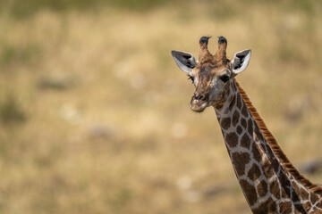 Close-up of southern giraffe staring in sunshine