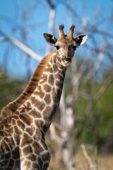 Close-up of southern giraffe standing eyeing camera