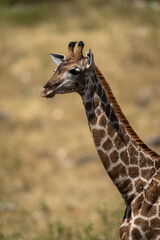 Close-up of southern giraffe neck and head